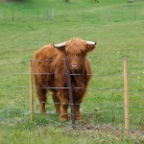scottish highland - want one!