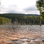 lake trees
