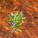 red clay lake bed