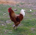 a rooster