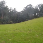 nice pasture - wrong position