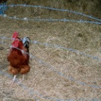 red rooster