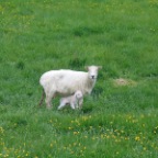 new born